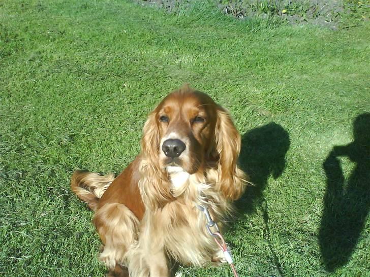 Cocker spaniel Tayson billede 3