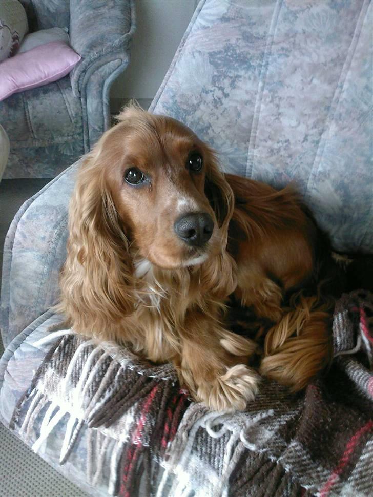 Cocker spaniel Tayson billede 4