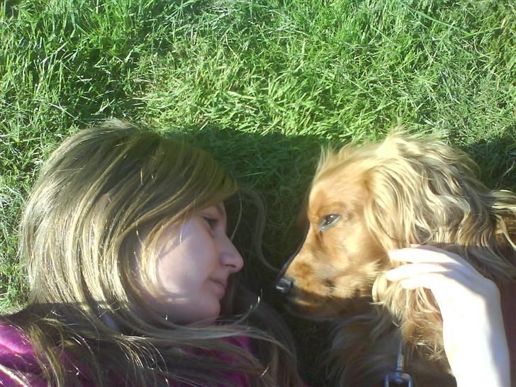 Cocker spaniel Tayson billede 5