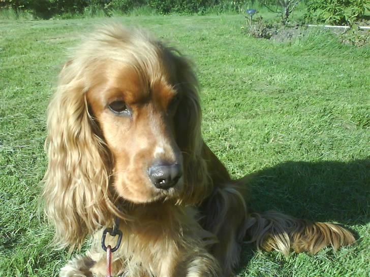 Cocker spaniel Tayson billede 6