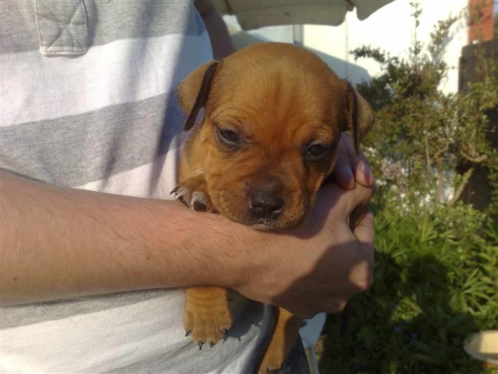 Staffordshire bull terrier Nemo billede 3