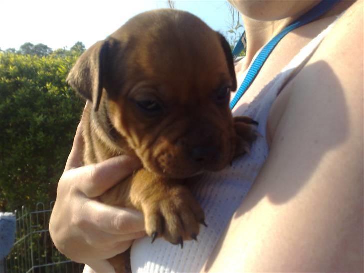 Staffordshire bull terrier Nemo billede 4