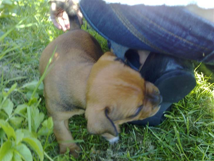 Staffordshire bull terrier Nemo billede 5