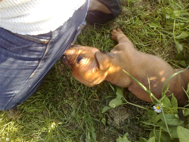 Staffordshire bull terrier Nemo billede 6