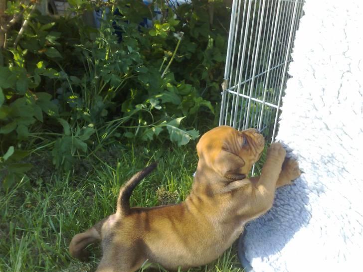 Staffordshire bull terrier Nemo billede 7