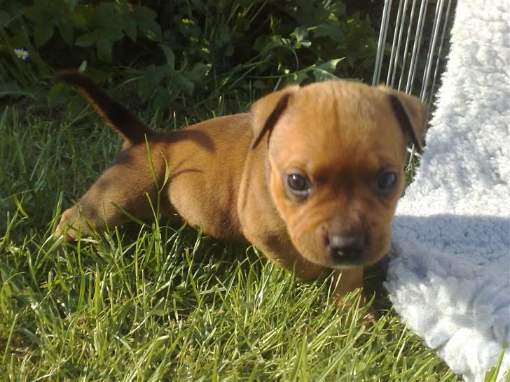 Staffordshire bull terrier Nemo billede 8