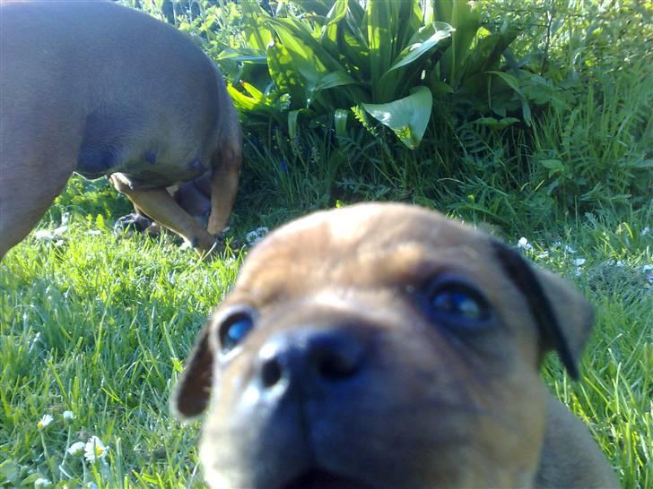 Staffordshire bull terrier Nemo billede 9