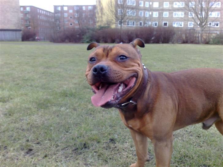 Staffordshire bull terrier Nemo billede 10