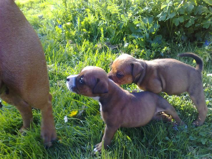 Staffordshire bull terrier Nemo billede 11