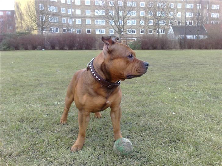 Staffordshire bull terrier Nemo billede 12
