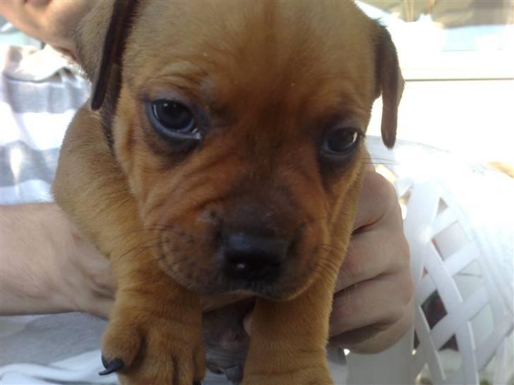 Staffordshire bull terrier Nemo billede 13