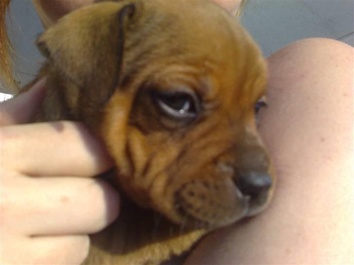 Staffordshire bull terrier Nemo billede 14