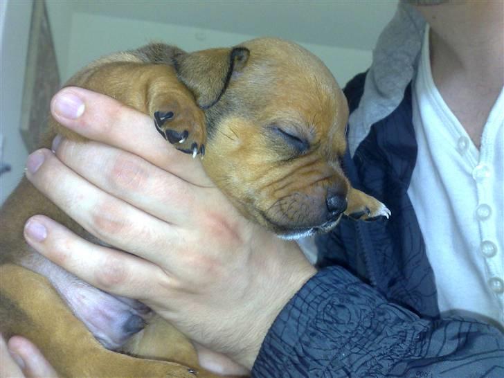 Staffordshire bull terrier Nemo billede 17