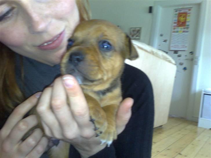 Staffordshire bull terrier Nemo billede 18