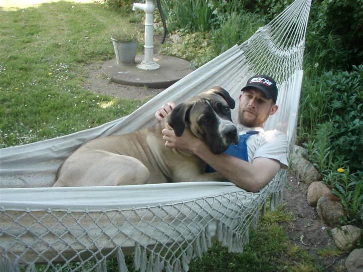 Boerboel Baloo "Abelle`s Atilla" - forkælet møgunge :) billede 15