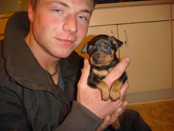 Dvaergpinscher Rødkildes Thea (Nica) billede 2