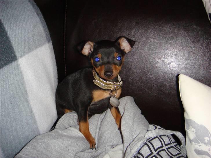 Dvaergpinscher Rødkildes Thea (Nica) billede 3