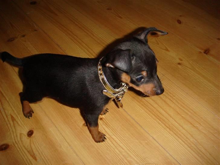 Dvaergpinscher Rødkildes Thea (Nica) billede 4