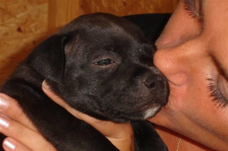 Staffordshire bull terrier Niels billede 2