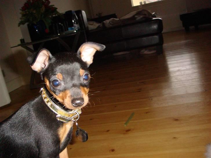 Dvaergpinscher Rødkildes Thea (Nica) billede 5