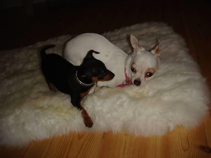 Dvaergpinscher Rødkildes Thea (Nica) billede 6