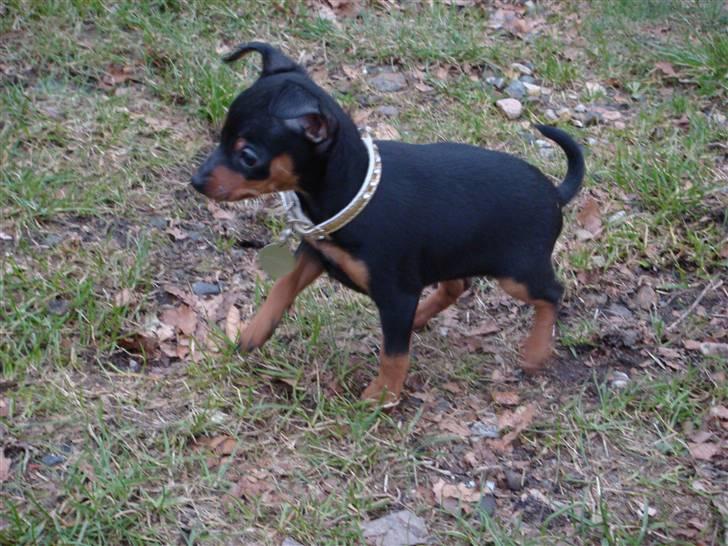 Dvaergpinscher Rødkildes Thea (Nica) billede 7