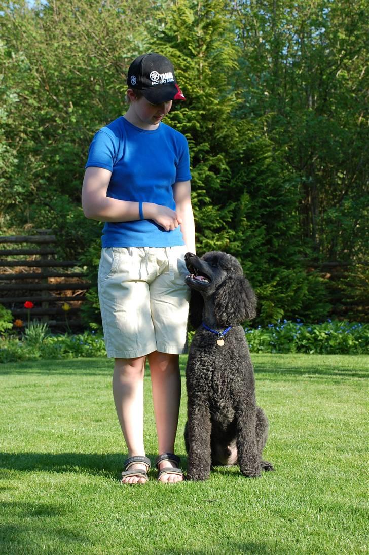 Storpuddel Sonny - en fin plads billede 14