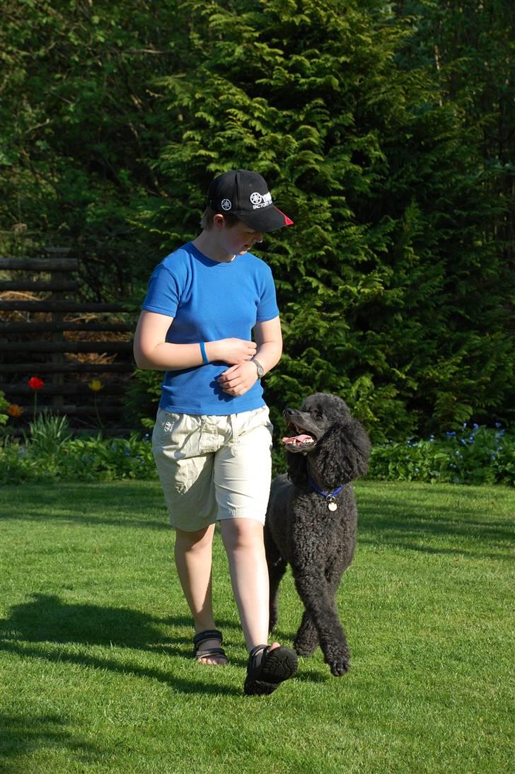 Storpuddel Sonny - lydighedstræning: fri ved fod. billede 15
