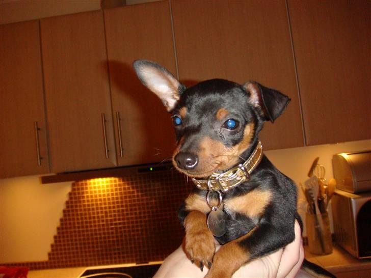 Dvaergpinscher Rødkildes Thea (Nica) billede 8