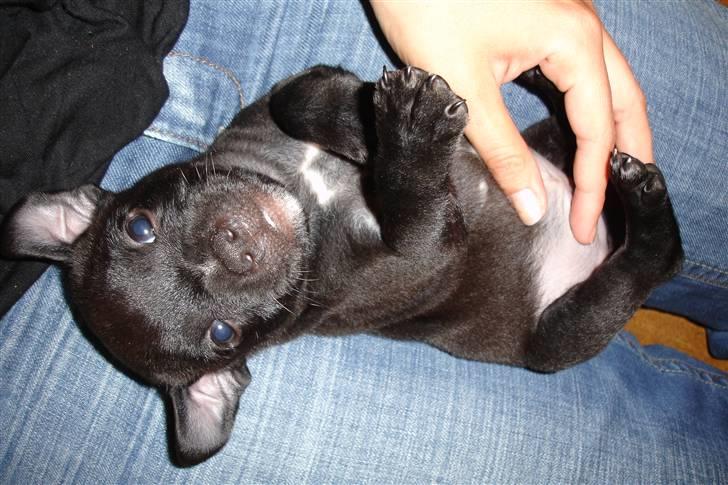 Staffordshire bull terrier Niels billede 3