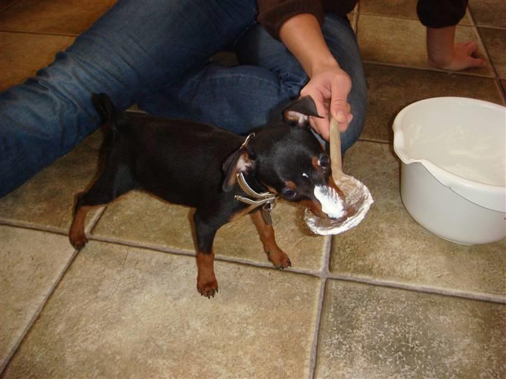 Dvaergpinscher Rødkildes Thea (Nica) billede 9