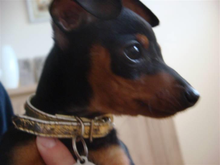 Dvaergpinscher Rødkildes Thea (Nica) billede 10