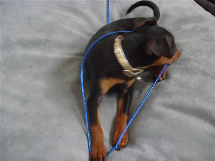 Dvaergpinscher Rødkildes Thea (Nica) billede 11
