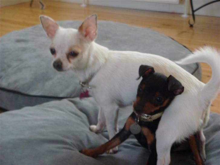 Dvaergpinscher Rødkildes Thea (Nica) billede 12