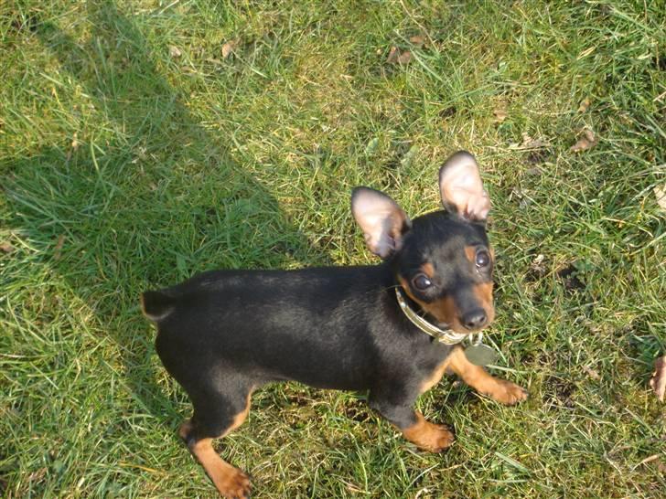 Dvaergpinscher Rødkildes Thea (Nica) billede 13