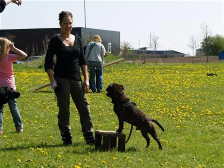 Staffordshire bull terrier Loui billede 19