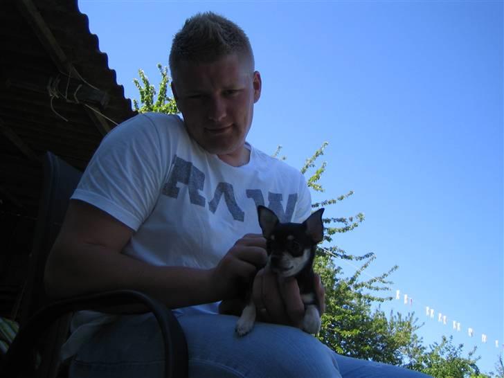 Chihuahua petitos lille my - my og hendes far billede 6