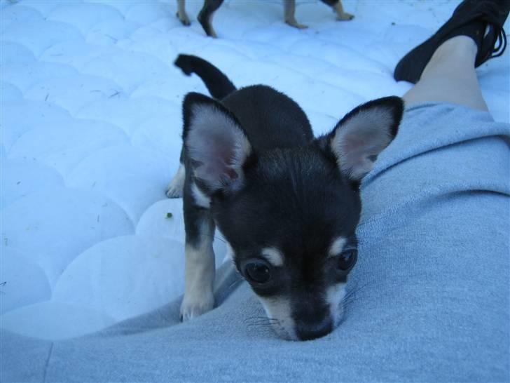 Chihuahua petitos lille my billede 7