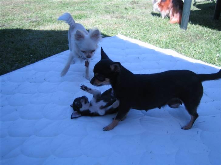 Chihuahua petitos lille my - storebror, hunde mor og lille my billede 8