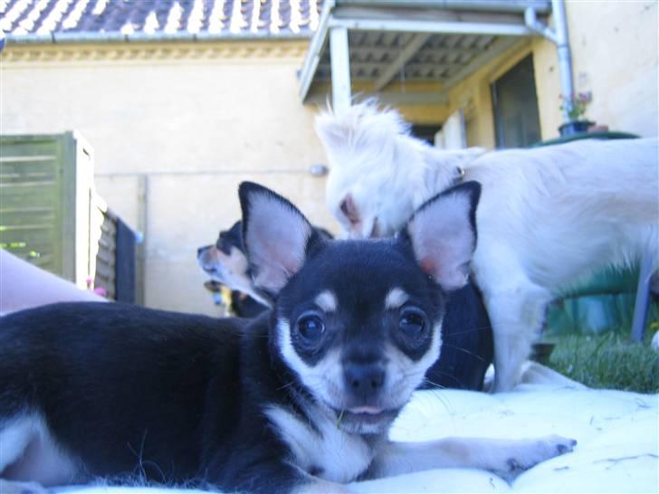 Chihuahua petitos lille my billede 9