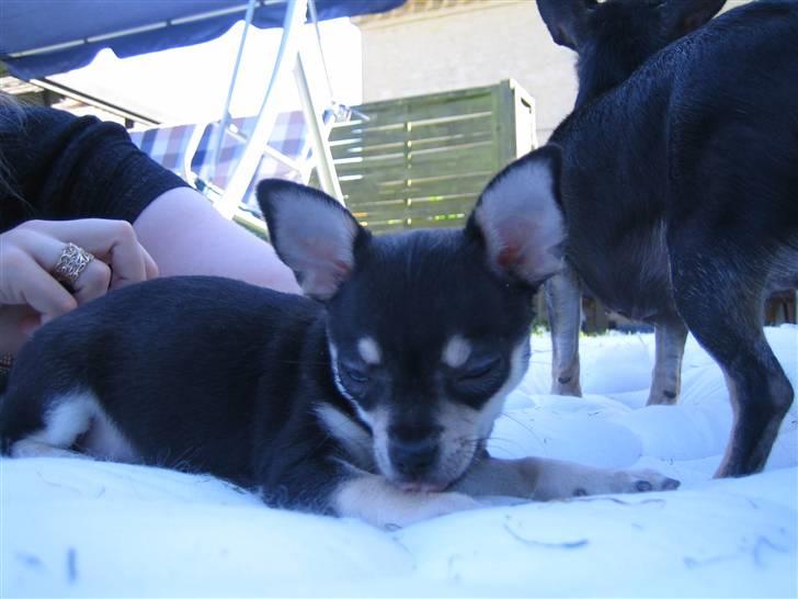 Chihuahua petitos lille my billede 10