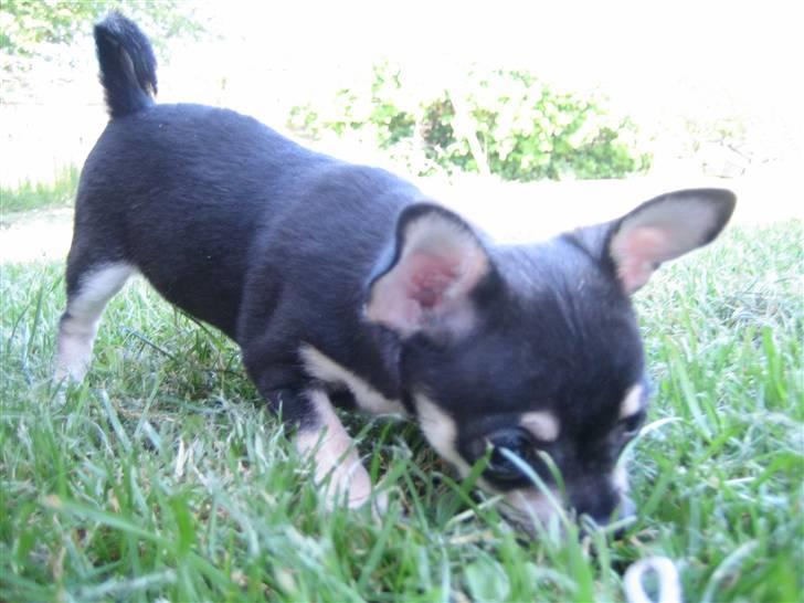 Chihuahua petitos lille my billede 11