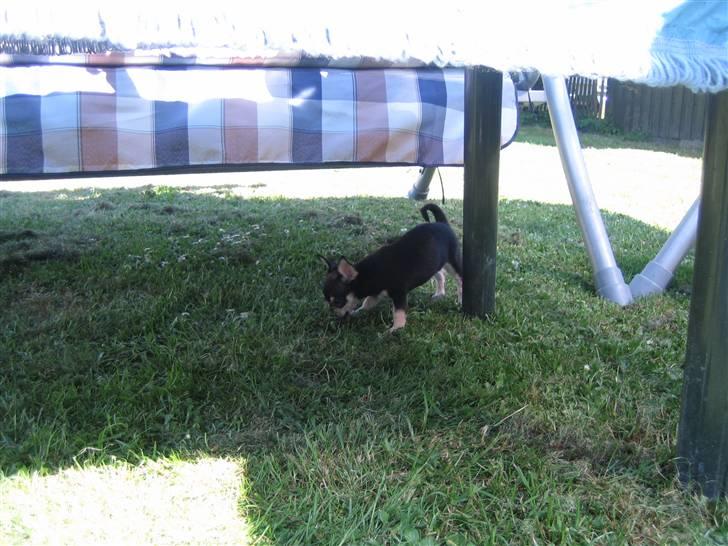 Chihuahua petitos lille my billede 12