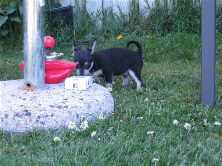 Chihuahua petitos lille my billede 13