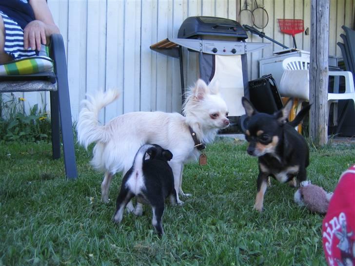 Chihuahua petitos lille my - dufter lige til min storebror, så jeg kan huske ham når jeg flytter derhjem billede 14