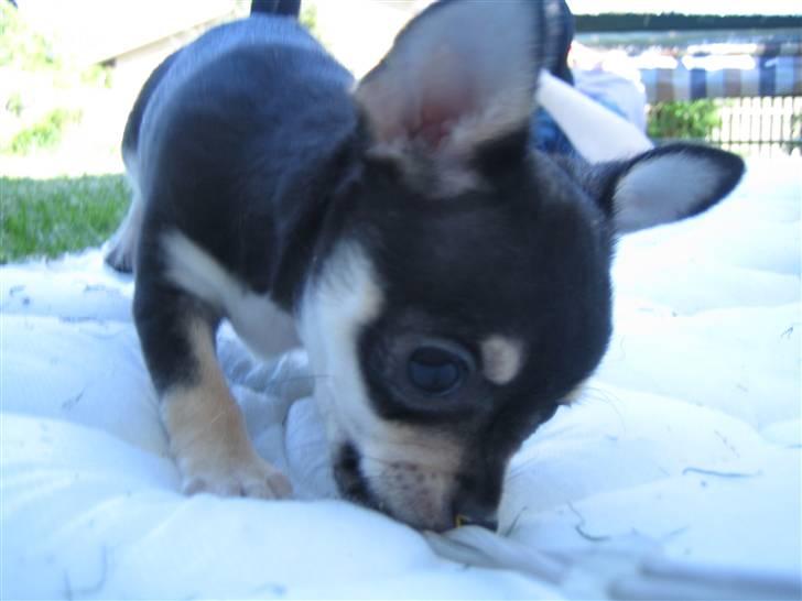 Chihuahua petitos lille my billede 15