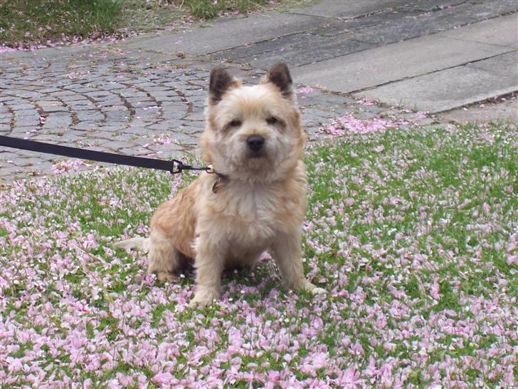 Cairn terrier Rollo - Smukke Rollo billede 1