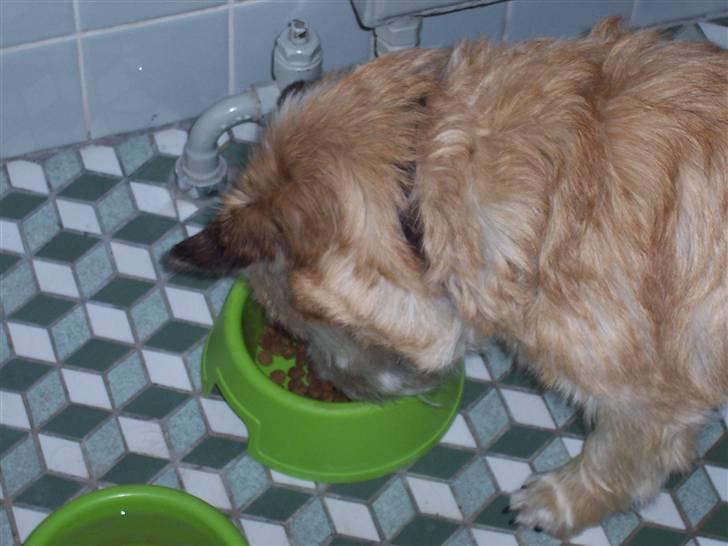 Cairn terrier Rollo - Han tar sig lig en bid mad:D billede 2