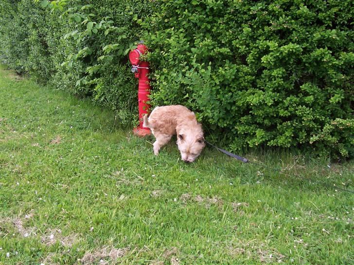 Cairn terrier Rollo - når man ska så ska man! billede 3