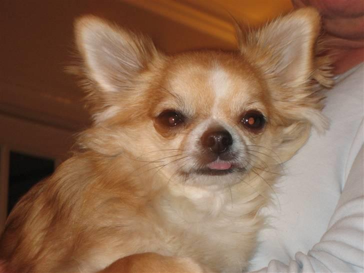 Chihuahua Zipper R.I.P. billede 1